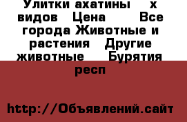 Улитки ахатины  2-х видов › Цена ­ 0 - Все города Животные и растения » Другие животные   . Бурятия респ.